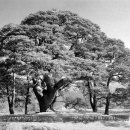 소나무 PC 이미지