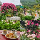 경남자동차판매(주) 마산 | 창원 마산 장미카페 앵지밭골그집 회원동 장미 수국 실시간 개화상태