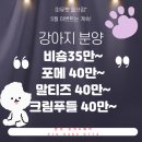 미유펫강아지분양고양이분양
