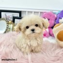 유어펫강아지분양남양주다산 | 다산강아지분양 애견분양 몽스러워.