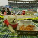 도그의 하루 이미지