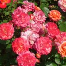 꽃으로 힐링 ** 이미지