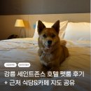 강릉숨숨집 | 강릉 세인트존스 호텔 펫룸 후기｜반려견 동반 호캉스, 시루와 함께한 1박 2일