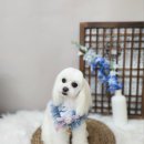 뭉투샵 네이버블로그