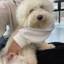 우쭈쭈플렉스 강아지 미용 이미지