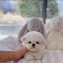 A. DOG(어독) 이미지