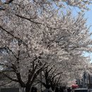 26년 4월 (🌸벚꽃시즌, 미슐랭 3스타 밍글스, 뽀메뽀꼬 4050 은퇴투자전략, 흘러가는대로 지낸 일상...