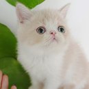 My Love Cat(마이러브캣) 이미지
