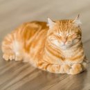 고려종합동물병원 이미지