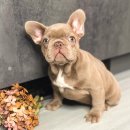 J&L 희귀모색 프렌치불독 이미지