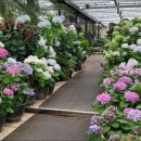 꽃향기정원 | 제주도 7월 여행 필수코스? 카멜리아힐 수국 정원 &amp; 꽃향기 가득한 온실 카페 후기