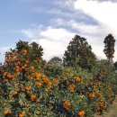 미성농장 이미지