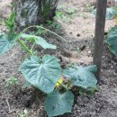 배나무농장 이미지