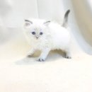 요미캣 고양이분양 일산점 이미지