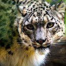 개와고양이 반려동물원 이미지