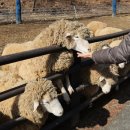 다정목장 이미지