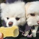 뚱이애견 | 강아지와 함께 먹고 즐기는 애견 동반 4.19 민주묘지 역 브런치 카페 &lt;아지 브런치&gt;