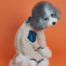 도그아이 이미지