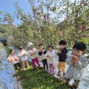 주렁주렁 열린 사과 밭 나들이🍎 이미지