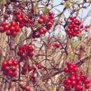 청미래약국 이미지