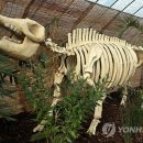 프로토케라톱스 이미지