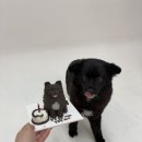 댕댕부티크