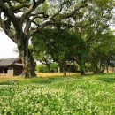 고목나무 이미지