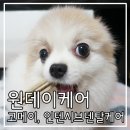 원데이케어 고메이 &amp; 인텐시브덴탈케어 후기