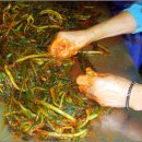 조선갓김치 이미지