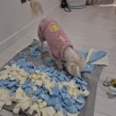 딩동 | 강아지 세탁 가능한 노즈워크 매트, 딩동펫 노즈워크 담요 후기