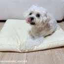 리빙홈즈 | 홈즈리빙 반려견 방석 후기