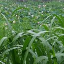 수완1제 이미지