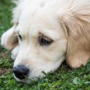 시그널동물병원 이미지