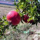 신암마을 이미지