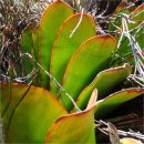 【알로에 하에만티폴리아(Aloe haemanthifolia)】「하에만투스의 잎」 이미지