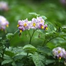 그린흑염소농장 이미지