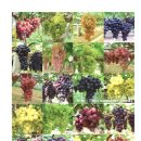 혜진네포도원 이미지