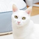 애플캣