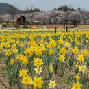 수선화 - 부산진구 연수로 15 | 수선화