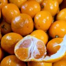 개를 위한 하루 이미지