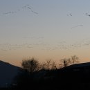 철새보는집 이미지