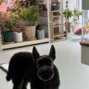 몽글댕글 이미지