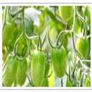 청정미나리영농조합법인 이미지