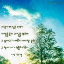 시냇가에심은나무
