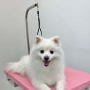 루비숑 펫살롱 | [대전서구 도안동] 도안동가위컷맛집 디테일펫!