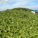 문주란 자생지 이미지