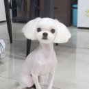 멍앤멍스 이미지