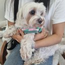 더 마이무 | 구미 금리단길 구미역 후문 믿고사는 [애견수제간식] 신상맛집 더마이무