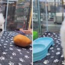 도그마루 강아지 고양이 부산점 이미지