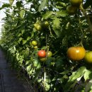 선희농장 이미지